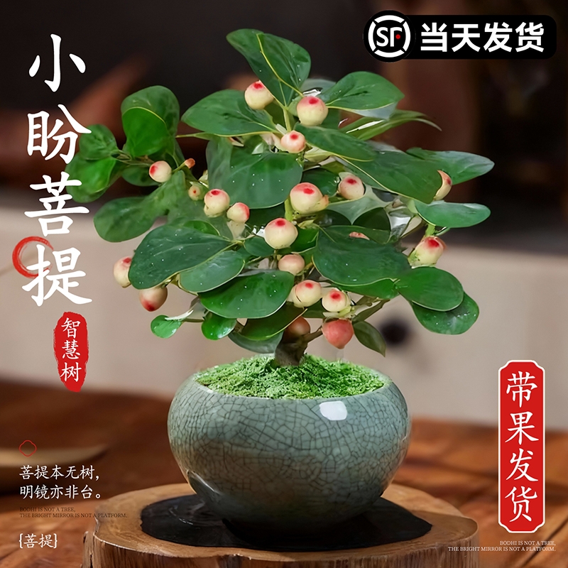 小盼菩提办公室客厅绿植