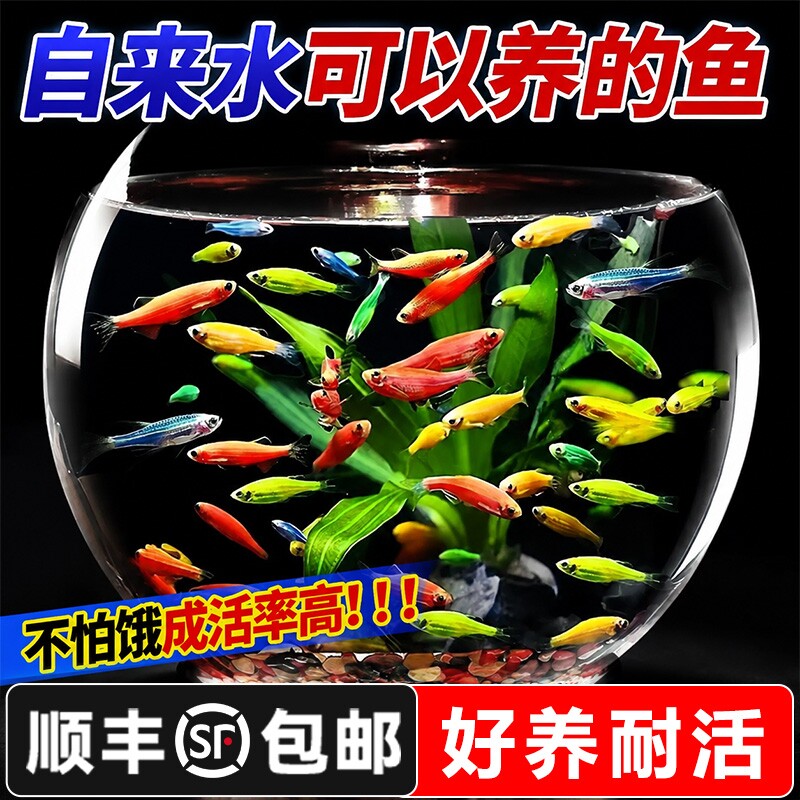 好养耐活热带观赏鱼斑马鱼孔雀鱼红绿灯鱼淡水金鱼苗小型灯科小鱼图片