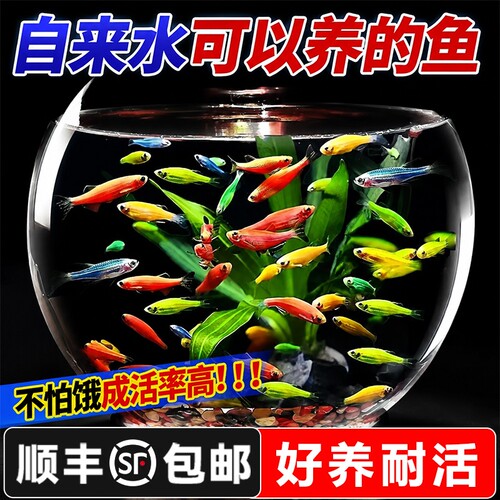 好养耐活热带观赏鱼斑马鱼孔雀鱼红绿灯鱼淡水金鱼苗小型灯科小鱼