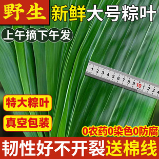 粽叶新鲜粽子叶大号特现摘包棕专用的叶子端午家商用批发干野生箬
