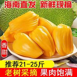 现货三亚黄肉菠萝蜜海南当季热带新鲜水果干苞木菠萝整箱产