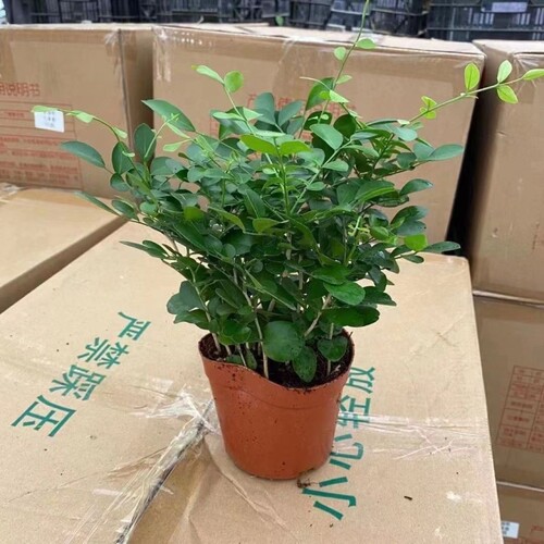 九里香盆栽花卉绿植室内驱蚊四季长绿好养水培观叶植物净化空气