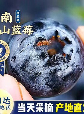 云南花香蓝莓新鲜水果当季现摘L25高山孕妇整箱顺丰京东包邮一颗