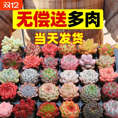 敢点就敢送多肉！！！