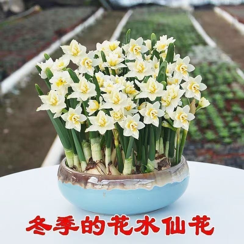 【冬季水培】水仙花水培四季开花盆栽耐寒植物室内易养活花卉绿植