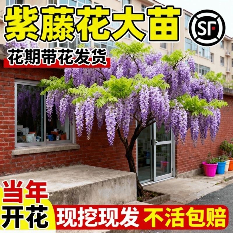 紫藤花树苗爬藤植物多花紫藤萝树苗阳台四季盆栽庭院老桩花卉开花,鲜花速递/花卉仿真/绿植园艺,时令草本花卉,淘宝优惠券,粉丝福利购,淘宝优惠卷
