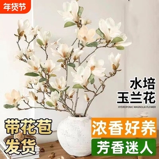 水培玉兰花干枝带花苞鲜切白玉兰耐寒好养室内植物紫玉兰水养花卉