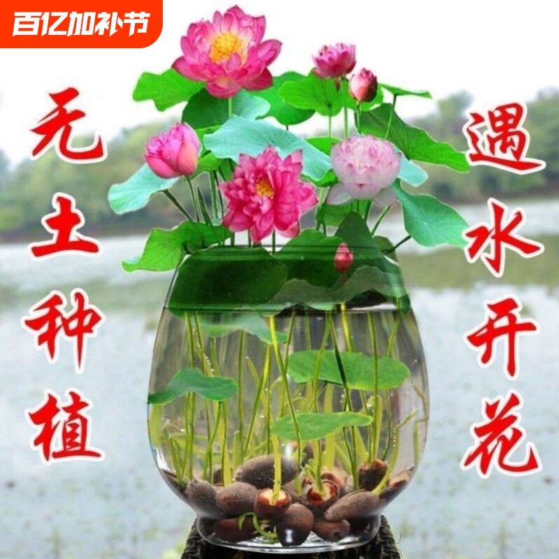 碗莲种子开口碗莲无土盆栽水培植物室内阳台盆栽水养荷花睡莲种藕