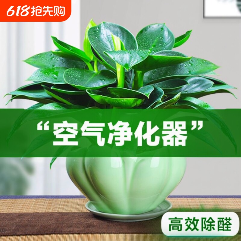 金钻盆栽绿植绿萝箩水培植物室内花卉办公室客厅好养甲醛长寿花