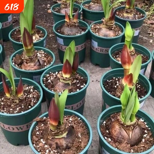 荷兰进口重瓣朱顶红种球室内外盆栽花卉易活特大开花黑天鹅荣耀