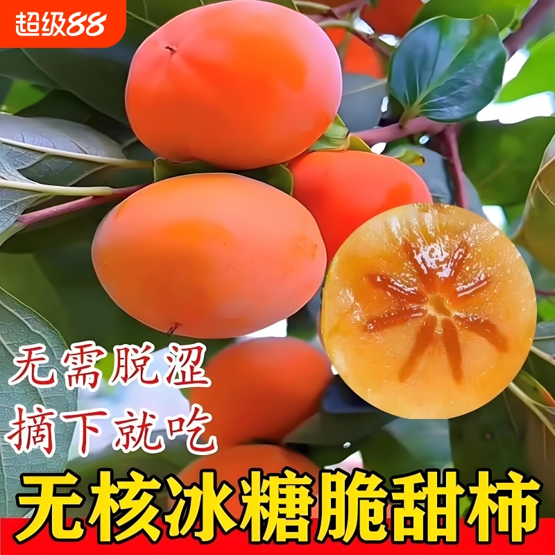 柿子树苗果苗脆甜庭院果树火晶柿子阳丰日本太秋巧克力南北方可种