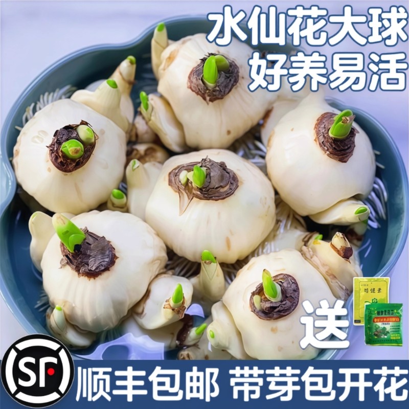 漳州水仙花种球水培盆栽植物带花苞室内冬季花卉郁金香年宵花开花,鲜花速递/花卉仿真/绿植园艺,时令草本花卉,淘宝优惠券,粉丝福利购,淘宝优惠卷