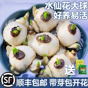 漳州水仙花种球水培盆栽植物带花苞室内冬季花卉郁金香年宵花开花