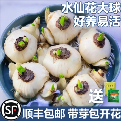 漳州水仙花种球培盆栽植物