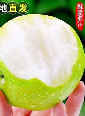 安徽酥脆青皮蜜梨正宗青皮翠冠梨子非皇冠苹果梨纯甜应季新鲜水果