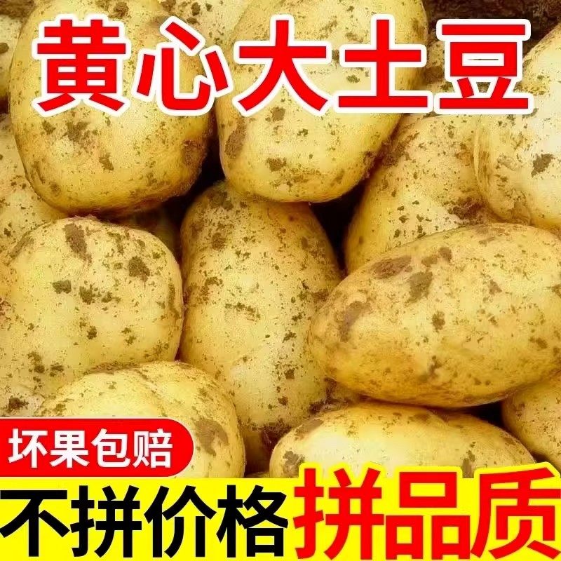 黄心土豆新鲜新土豆黄皮土豆批发价洋芋马铃薯黄肉土豆现挖,水产肉类/新鲜蔬果/熟食,土豆,淘宝优惠券,粉丝福利购,淘宝优惠卷