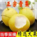 包邮 河北赵县正宗雪梨新鲜雪花梨应季 水果冰糖雪梨新鲜梨子整箱