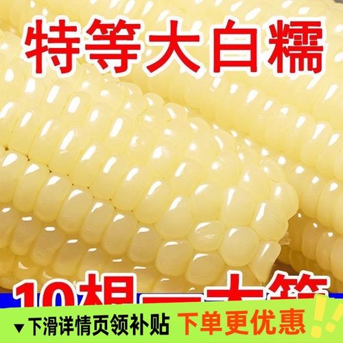 头茬东北糯玉米新鲜甜糯玉米真空装黏甜玉米棒粘白糯玉米加热即食