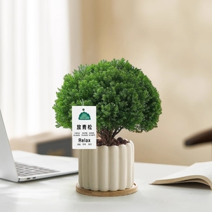 放青松雾凇盆栽客厅办公室内工位绿植净化空气创意盆景好养活摆件