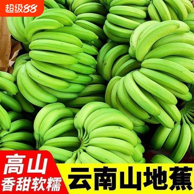 云南高山现摘香甜软糯小米蕉