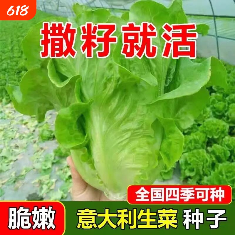 生吃甜脆生菜种子脆嫩四季玻璃生菜种籽阳台四季盆栽春季蔬菜种孑