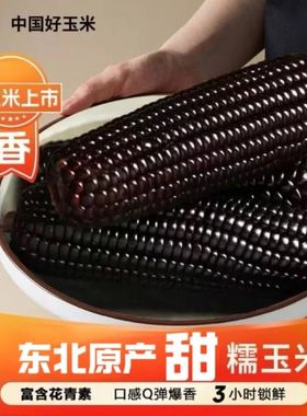 东北黑糯玉米大棒东北黑玉米真空装新鲜加热即食黑粘苞米黑粘玉米
