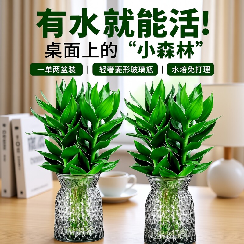 富贵竹水培植物室内|千人加购										