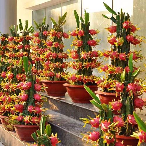 当年结果红心火龙果苗南北方庭院阳台盆栽地栽种植新品火龙果树苗