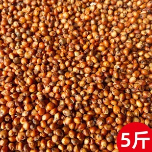 精选高粱米红高粱去壳带皮新高粱酿酒高粱酿醋喂鸽子饲料红高粱