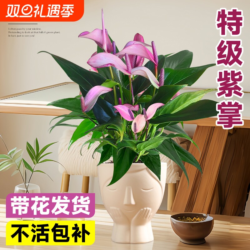 香妃齐祖紫掌盆栽带花白掌一帆风顺水培植物小叶火鹤花室内花卉绿