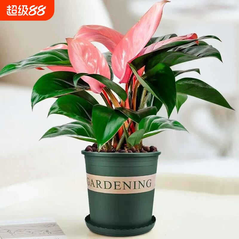 蔓绿绒大叶金钻水培绿萝植物室内吸甲醛绿植盆栽铂金土培粉公主图片