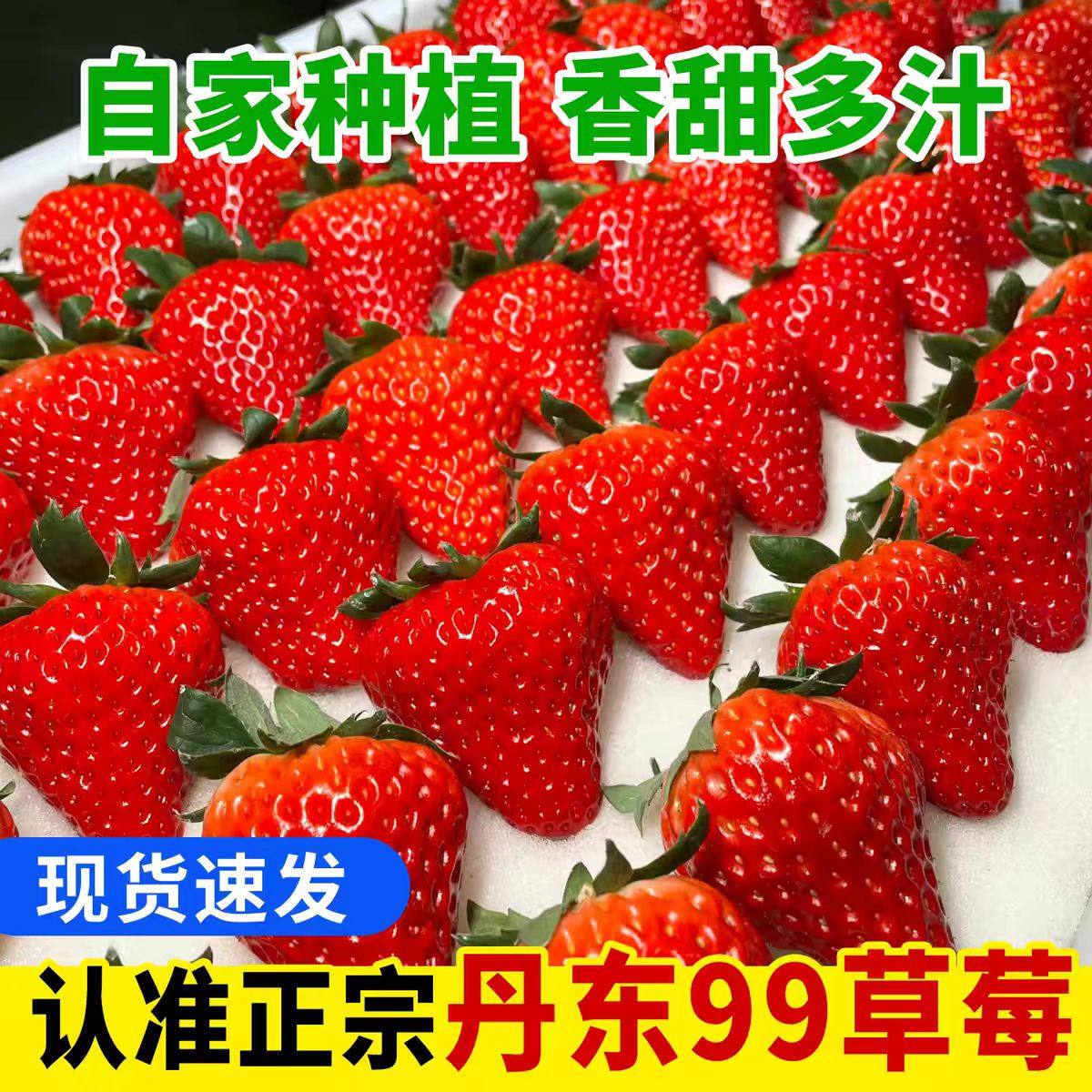 正宗丹东99草莓3斤新鲜现摘九九东港1斤孕妇大果现货一颗西瓜