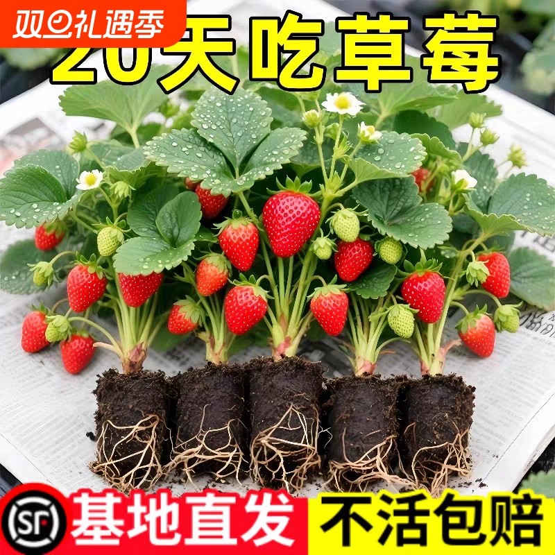草莓苗秧盆栽四季丹东红颜奶油牛奶大棚种植裸根脱毒秧苗南方批发