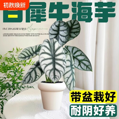白犀牛海芋盆栽水培植物天鹅绒竹芋花卉绿植室内吸甲醛四季好养
