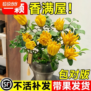 佛手树苗盆栽带果金华佛手柑盆景可食用植物阳台庭院花卉绿植好养