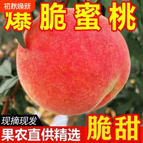 现摘正宗脆桃桃子应季新鲜当季孕妇水果水蜜桃毛桃大果整箱批发