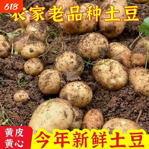 贵州正宗黄皮黄心土豆