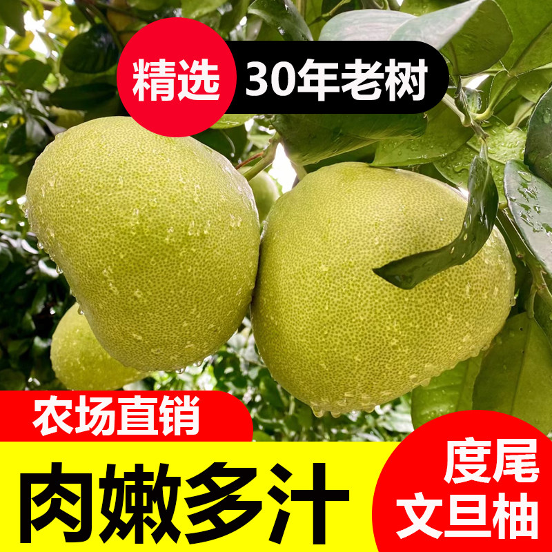 正宗福建度尾红心文旦柚产地直发酸甜新鲜水果柚子农场现摘保存