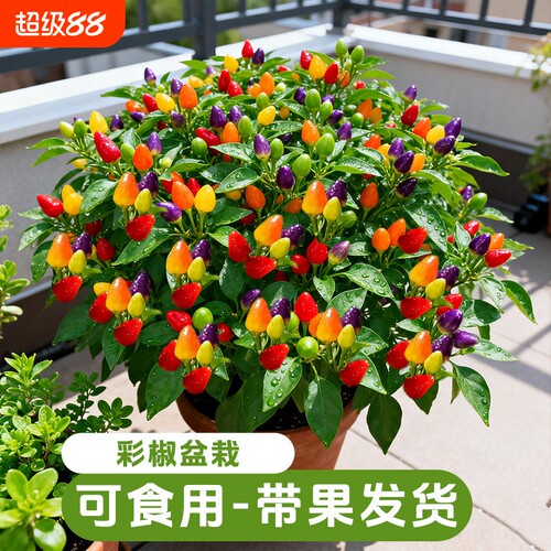 七彩辣椒盆栽带果绿植可食用室内植物阳台朝天椒菜秧苗室外客厅