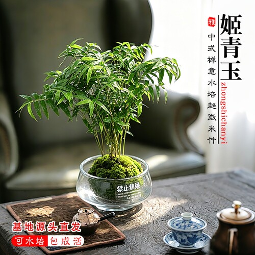 苔藓球植物水培米竹红杆观音竹盆景客厅室内桌面观赏竹子好养盆栽
