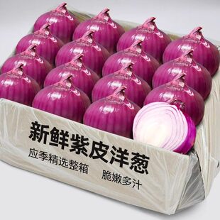 应季新鲜紫皮洋葱脆嫩多汁圆葱洋葱蔬菜红皮特产农家元葱