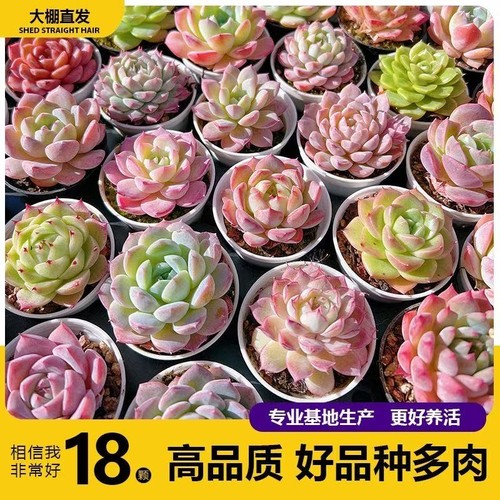 多肉植养不死耐活套餐新手肉肉植物防辐射老桩花盆室内绿植阳台美