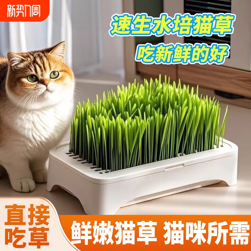 猫草种籽猫吃的化毛草猫薄荷种植套装盆营养猫草四季种猫草种子