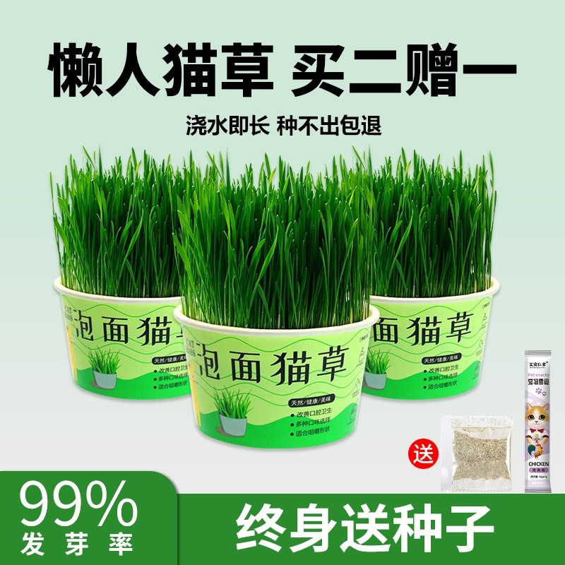 泡面猫草懒人草防撒设计猫草盆栽土培盆自种猫草种子化毛草水培