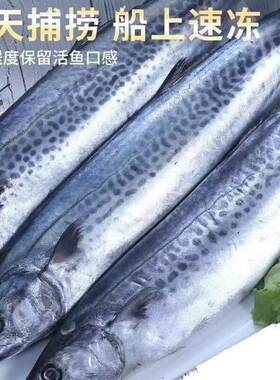 整条冷冻燕鲅鱼海鲜马交鱼批发大鲅鱼新鲜鲅鱼马鲛鱼水产野生深海