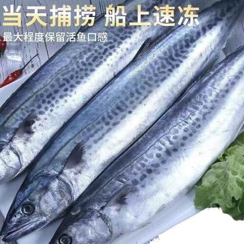 整条冷冻燕鲅鱼海鲜马交鱼批发大鲅鱼新鲜鲅鱼马鲛鱼水产野生深海