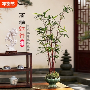 红竹苔藓球观音竹子盆栽水培植物景观凤尾竹米竹客厅桌面观赏盆景