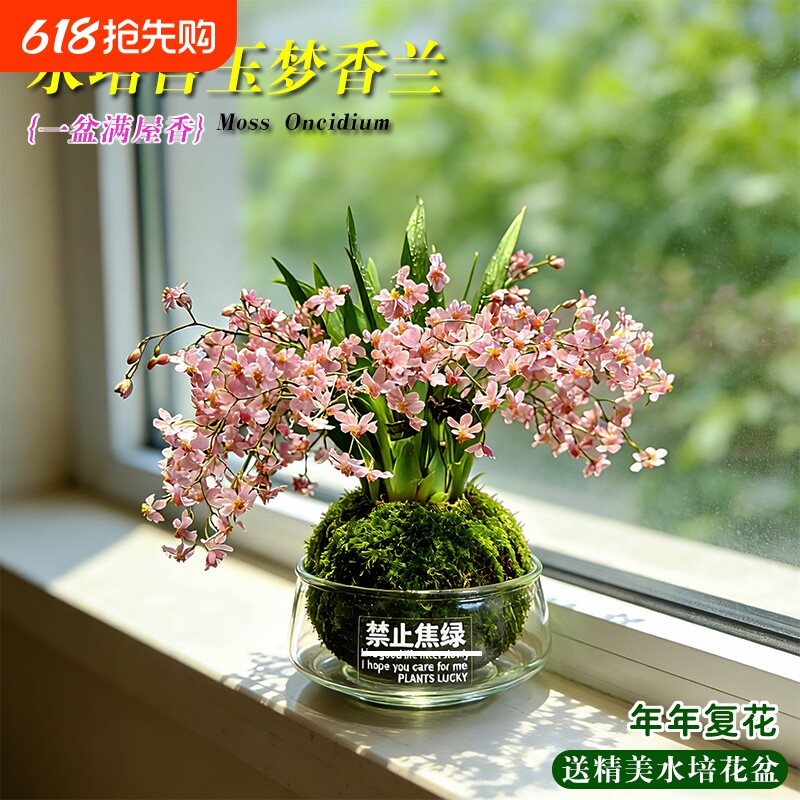 水培梦香水文心兰花苗冬带花苞室内懒人好养浓香盆栽花卉多肉绿植