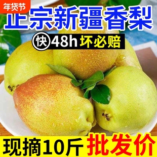 正宗新疆纯母梨香梨新鲜水果梨子薄皮红香酥梨源自库尔勒杂交品种