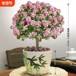 金枝玉叶老桩盆栽多肉植物室内花卉耐旱懒人好养造型客厅阳台带盆